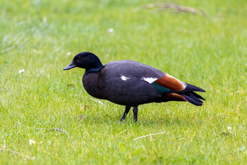 Paradise Shelduck in New Zealand