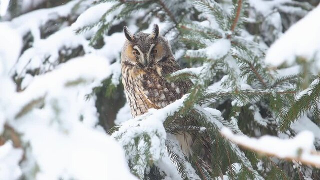 owl sits on a fir tree on a snowy day