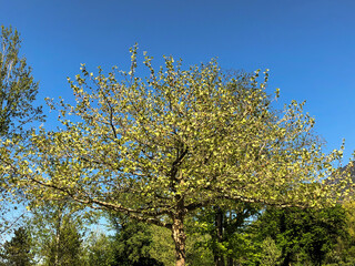 Fototapeta premium VADUZ, LIECHTENSTEIN, APRIL 22, 2020 Green tree and a blue sky