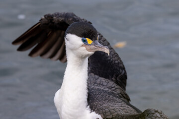 Pied Shag / Cormorant in Australasia