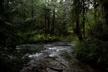 stream in the forest