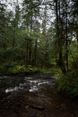 river in the woods