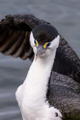 Pied Shag / Cormorant in Australasia