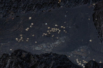 barnacles in the ocean 