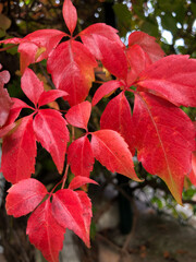 SCHAAN, LIECHTENSTEIN, SEPTEMBER 27, 2021 Wild wine (Parhenocissus Quinquefolia) with colorful leafs