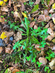 SCHAAN, LIECHTENSTEIN, SEPTEMBER 27, 2021 Dandelion leafs in a garden