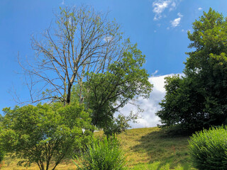 SCHELLENBERG,LIECHTENSTEIN, JULY 28, 2020 Green trees on a sunny day
