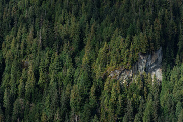 pine tree forest