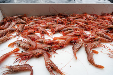 shrimps on the market