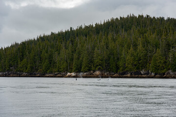 orca killer whales