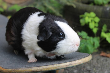 Black and white guinea pig on skateboard