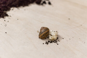 Close up. Snail shell and its heap of white caviar on the background of the table.