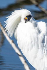 Royal Spoonbill in New Zealand