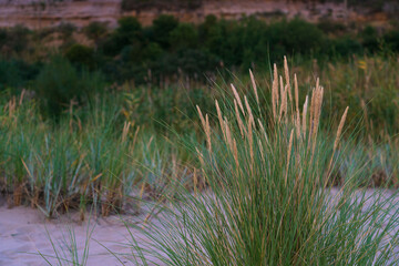 Grass on the evening beach