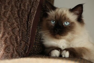 Cute little kitten is sitting quietly on the couch
