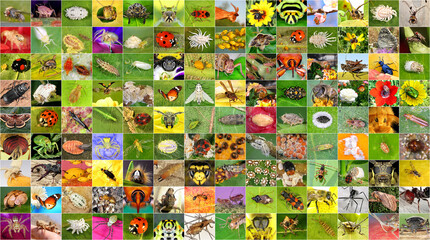 Biodiversity and colors in the insect world. Set of insects. Macro