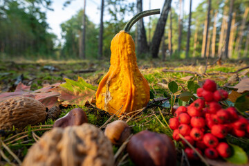 Dynie dekoracyjne w jesiennej scenerii. Decorative pumpkins in autumn scenery. © SebbPL