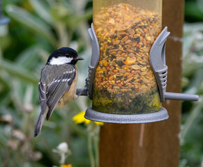 Coal Tit Feeding