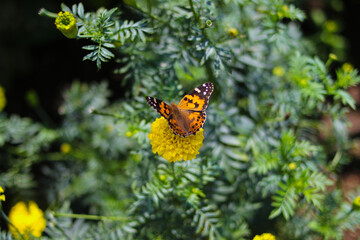 Beautiful orange butterfly perch on yellow marigold flowers in the backyard
