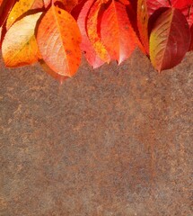 Red and yellow leaves background with place for inscription