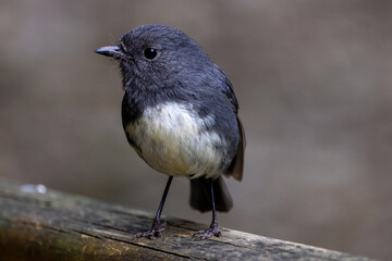 South Island Robin in New Zealand