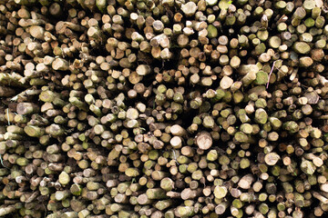 Beautiful coffee leaf focused in front of farmer. man wearing hat. dry chopped firewood stacked on top of each other in a pile.