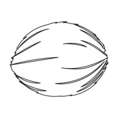 Fototapeta premium Coconut vector icon.Outline vector icon isolated on white background coconut.