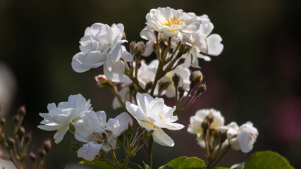 Flower Closeups of Beautiful Roses of Several Colors from multiple Species!