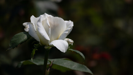 Flower Closeups of Beautiful Roses of Several Colors from multiple Species!