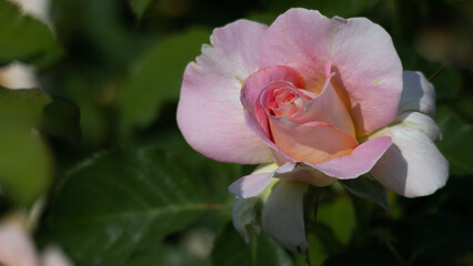 Flower Closeups of Beautiful Roses of Several Colors from multiple Species!