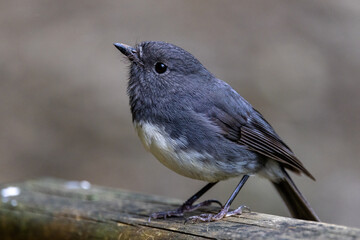 South Island Robin in New Zealand