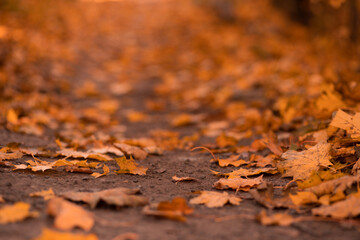 yellow golden red orange autumn, maple leaves, park path, forest path