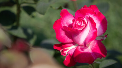 Flower Closeups of Beautiful Roses of Several Colors from multiple Species!