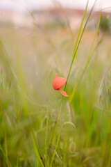 poppy in the field