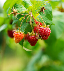 raspberries © Marek