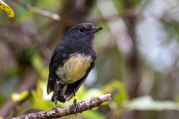 South Island Robin in New Zealand