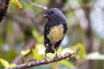 South Island Robin in New Zealand
