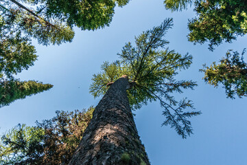 Tall tamarack