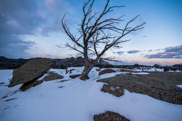 Snowy mountaintop tree