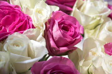 Close-up of bouquet of white and pink roses