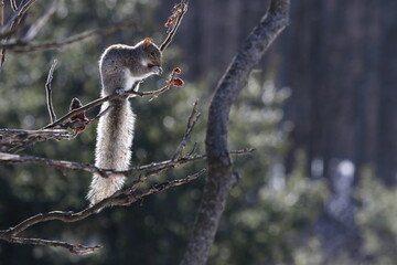 écureuil sur une branche en hiver mangeant le fruit d,un vinaigrier