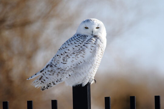 Harfang des neiges, canada