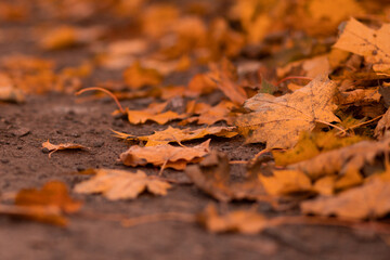 yellow golden red orange autumn, maple leaves, park path, forest path