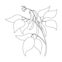 Beans plant vector outline icon. Vector illustration bean on white background. Isolated outline illustration icon of beans plant.