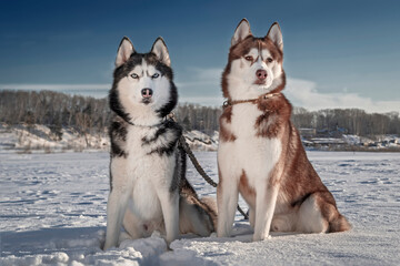 Two beautiful Siberian husky dogs sit in the snow against the backdrop of a sunny winter landscape. © Konstantin