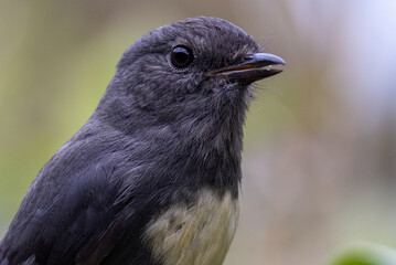 South Island Robin in New Zealand