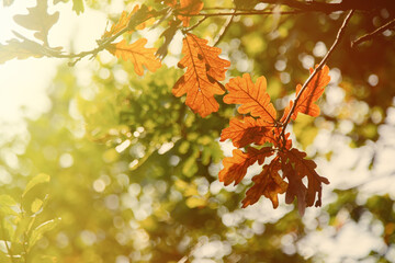 Closeup view on yellow oak leaves in a forest