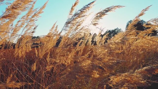 tall grass in sunset, slow-motion
