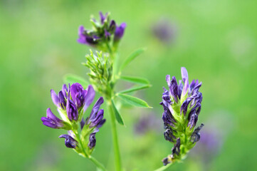 The field is blooming alfalfa