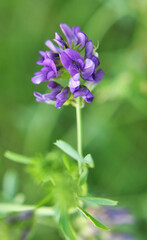 The field is blooming alfalfa